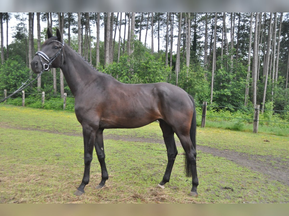 Belgisches Warmblut Stute 5 Jahre 174 cm Rappe in Meerhout