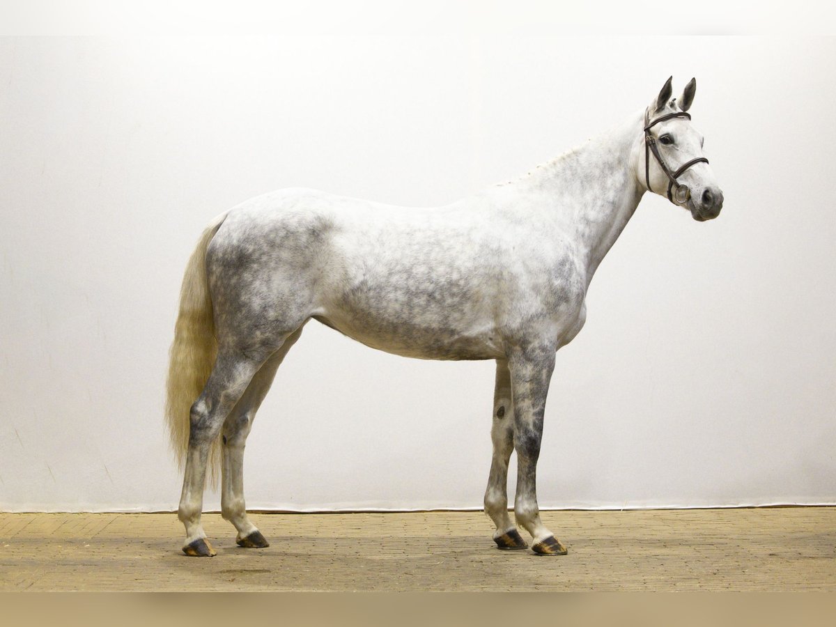 Belgisches Warmblut Stute 5 Jahre Schimmel in Waddinxveen