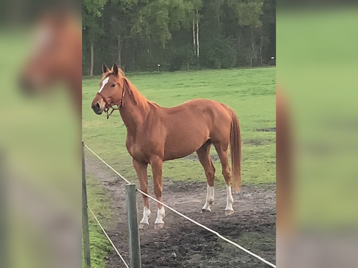 Belgisches Warmblut Stute 6 Jahre 161 cm Fuchs in Beekbergen