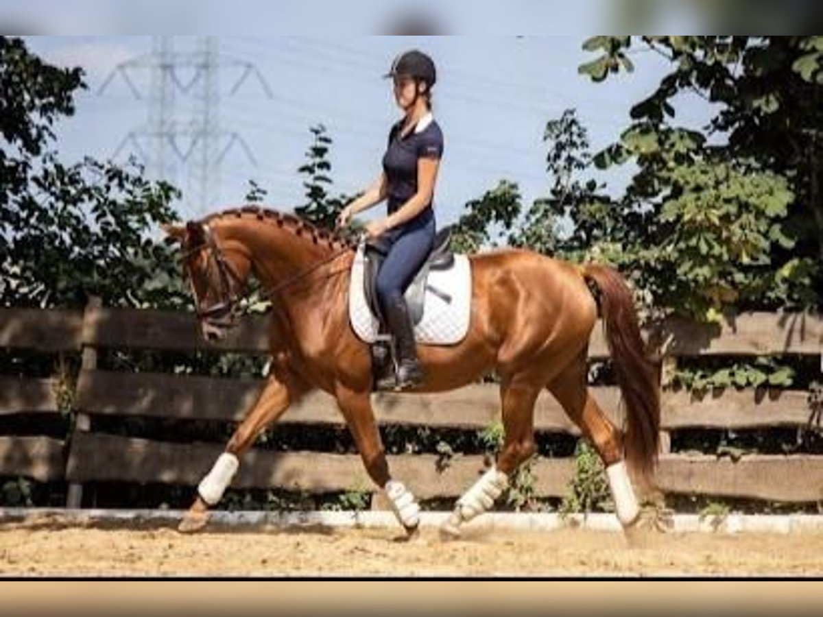 Belgisches Warmblut Stute 6 Jahre 162 cm Fuchs in Hellevoetsluis