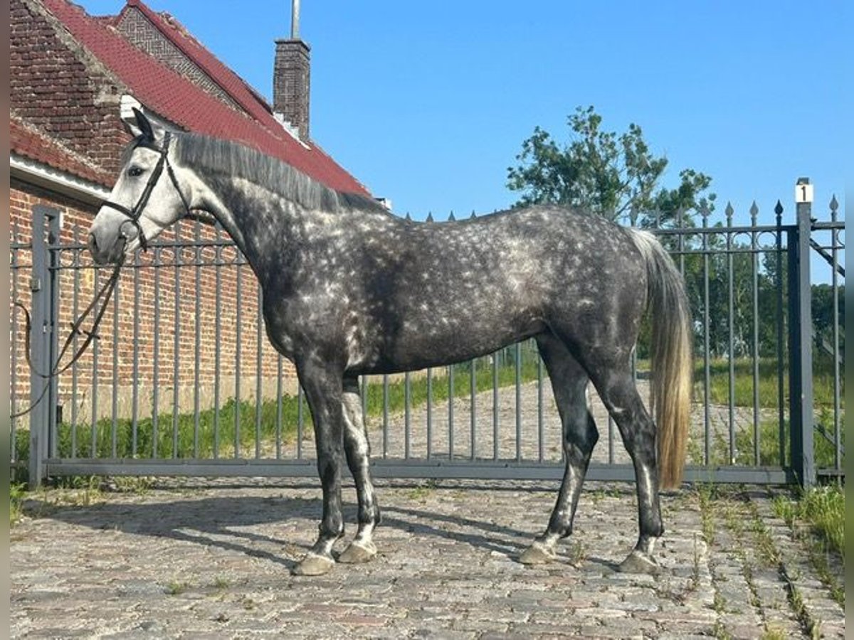 Belgisches Warmblut Stute 6 Jahre 163 cm Blauschimmel in Nederboelare