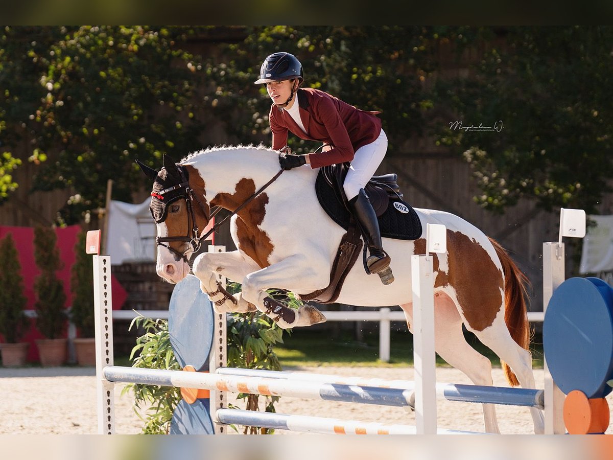 Belgisches Warmblut Stute 6 Jahre 163 cm Schecke in Herrsching am Ammersee
