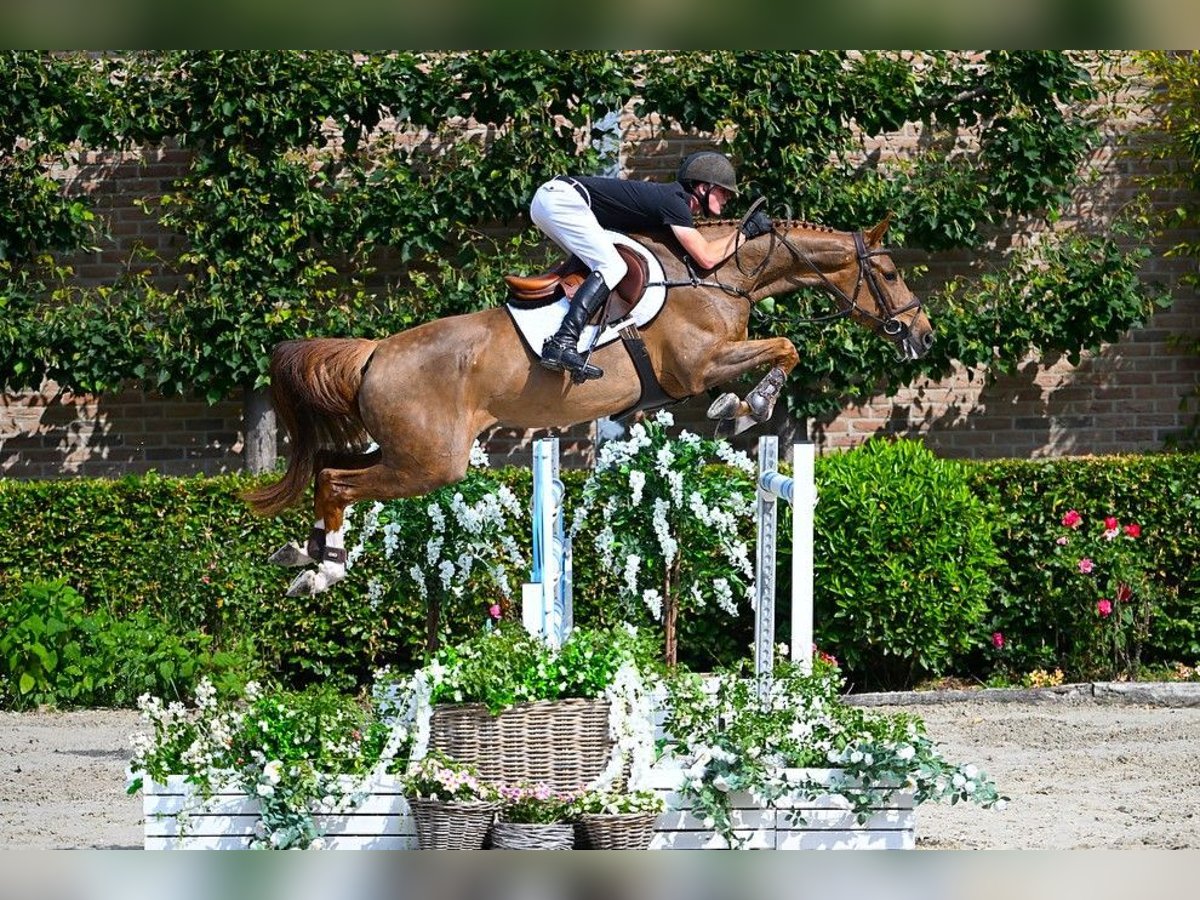 Belgisches Warmblut Stute 6 Jahre 165 cm Fuchs in Bladel