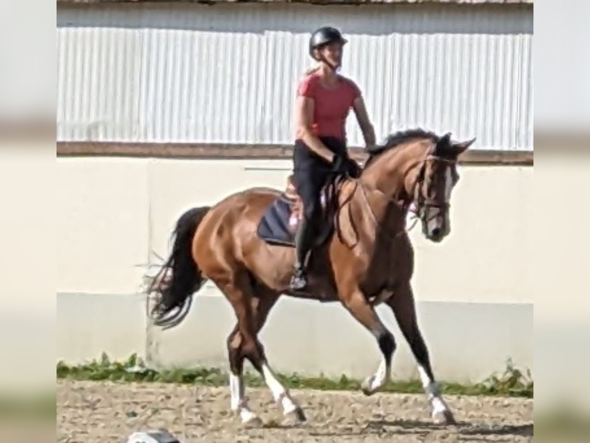 Belgisches Warmblut Stute 6 Jahre 170 cm Brauner in Wachtberg
