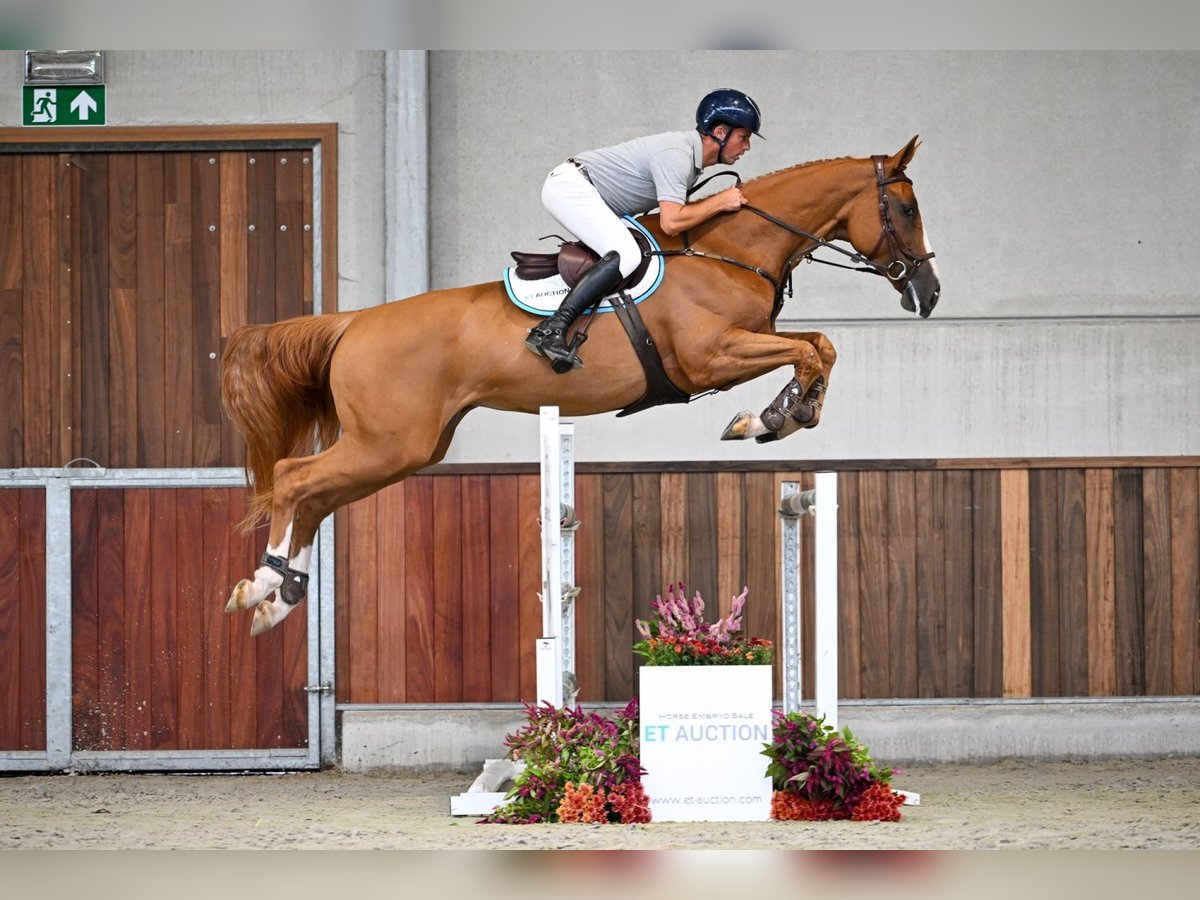 Belgisches Warmblut Stute 6 Jahre 170 cm Dunkelfuchs in Zelle