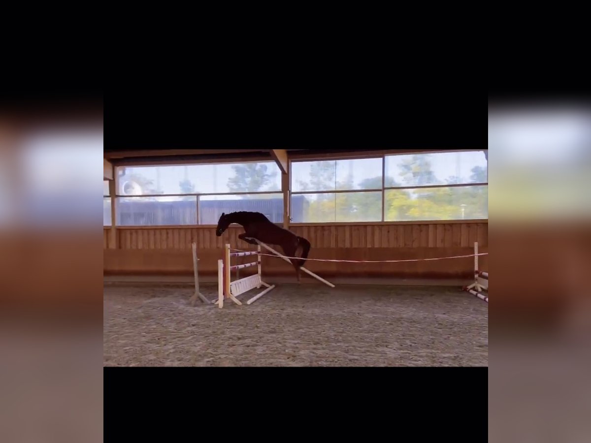 Belgisches Warmblut Stute 7 Jahre 164 cm Fuchs in Krefeld