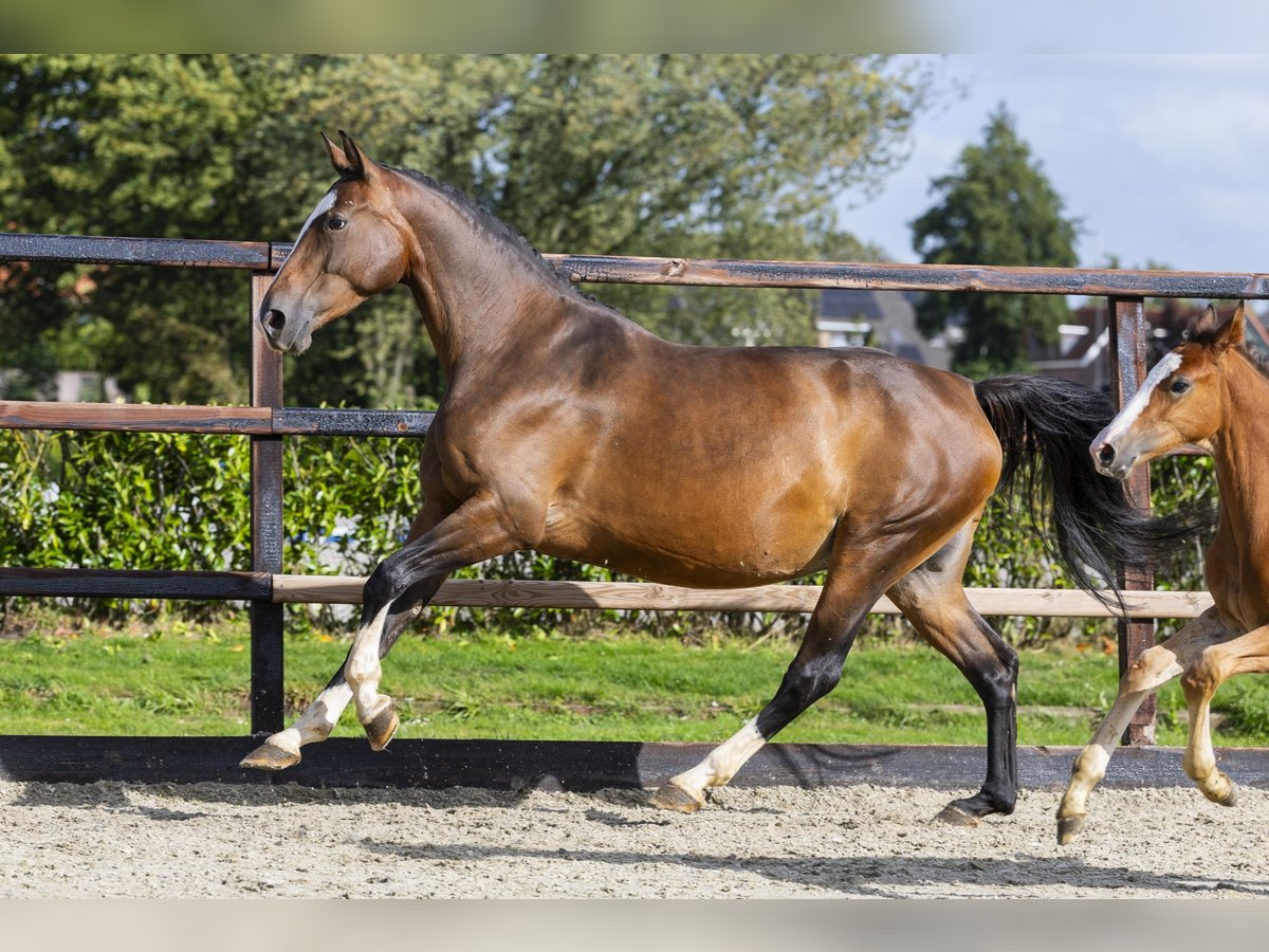 Belgisches Warmblut Stute 7 Jahre 165 cm Brauner in Waddinxveen