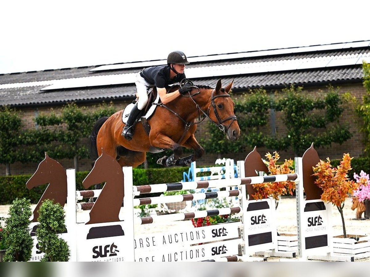 Belgisches Warmblut Stute 7 Jahre 168 cm Brauner in Bladel