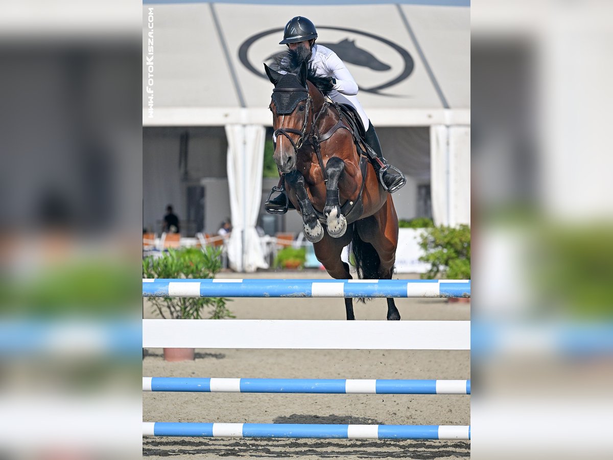 Belgisches Warmblut Stute 7 Jahre 170 cm Brauner in Trojanovice