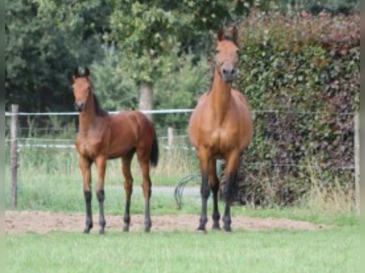 Belgisches Warmblut Stute 7 Jahre 173 cm Brauner in Someren