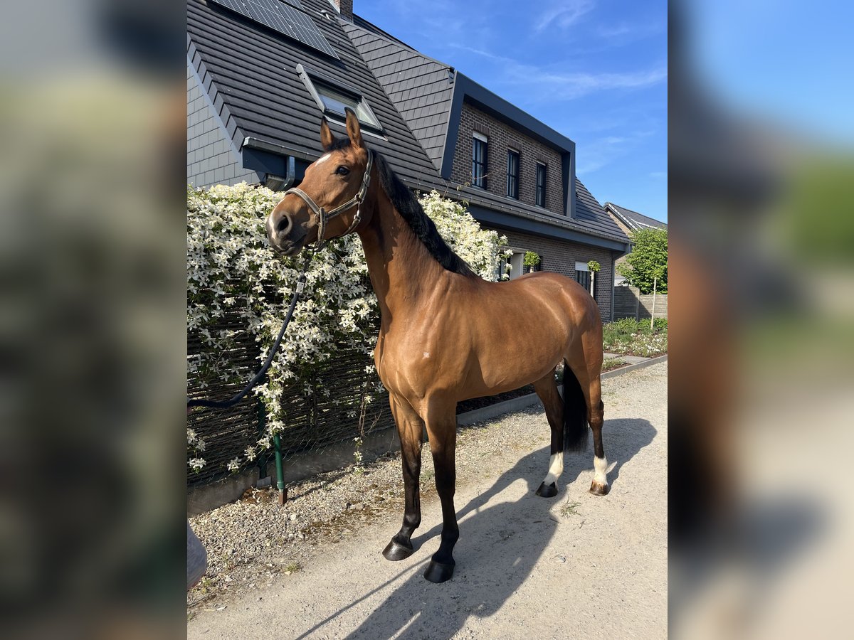 Belgisches Warmblut Stute 7 Jahre Brauner in HumbeekG