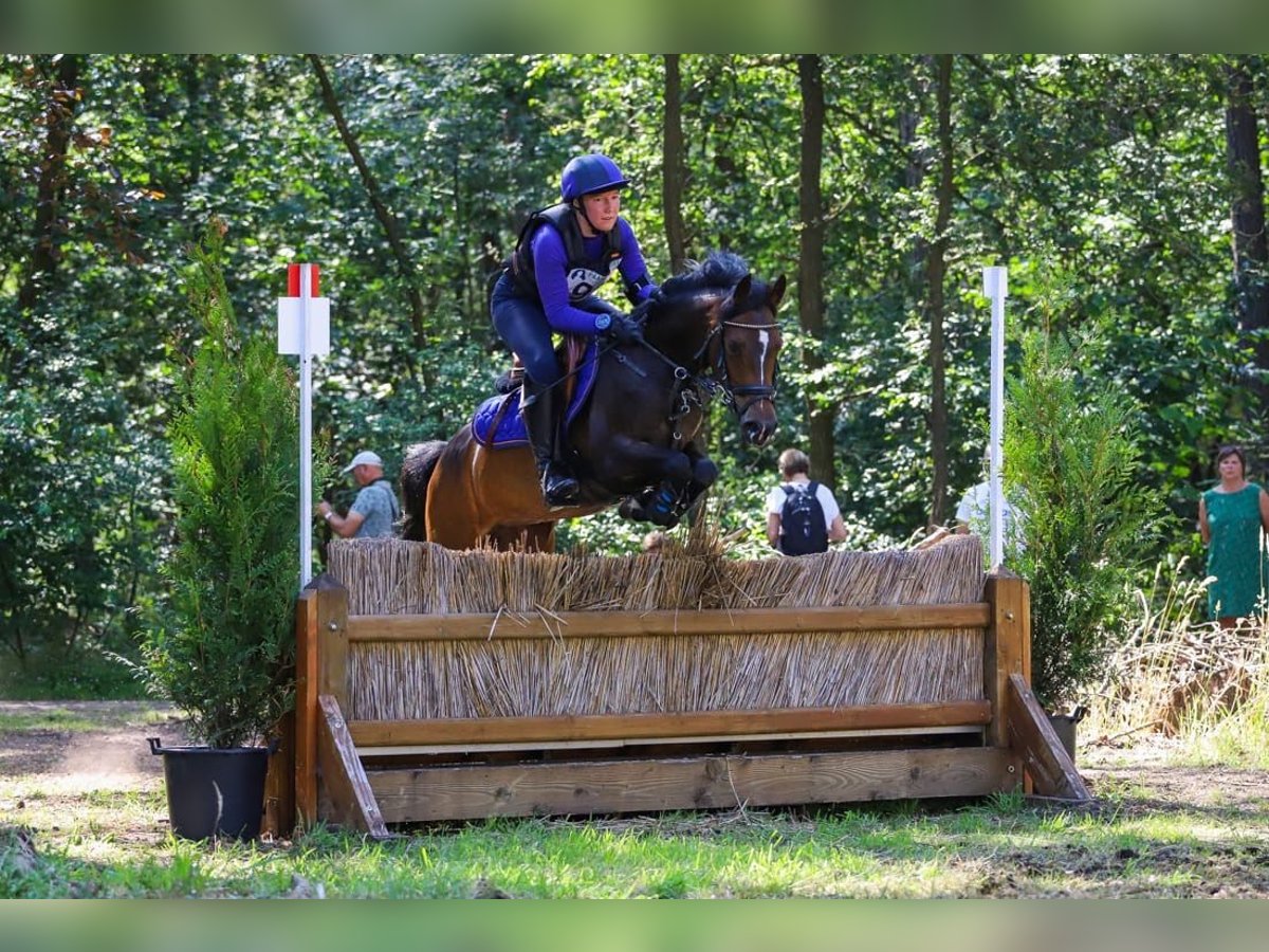 Belgisches Warmblut Stute 8 Jahre 143 cm Schwarzbrauner in Li&#xE8;ge