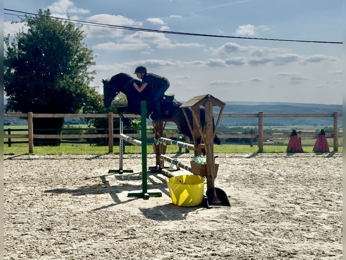 Belgisches Warmblut Stute 8 Jahre 144 cm Schwarzbrauner in Li&#xE8;ge