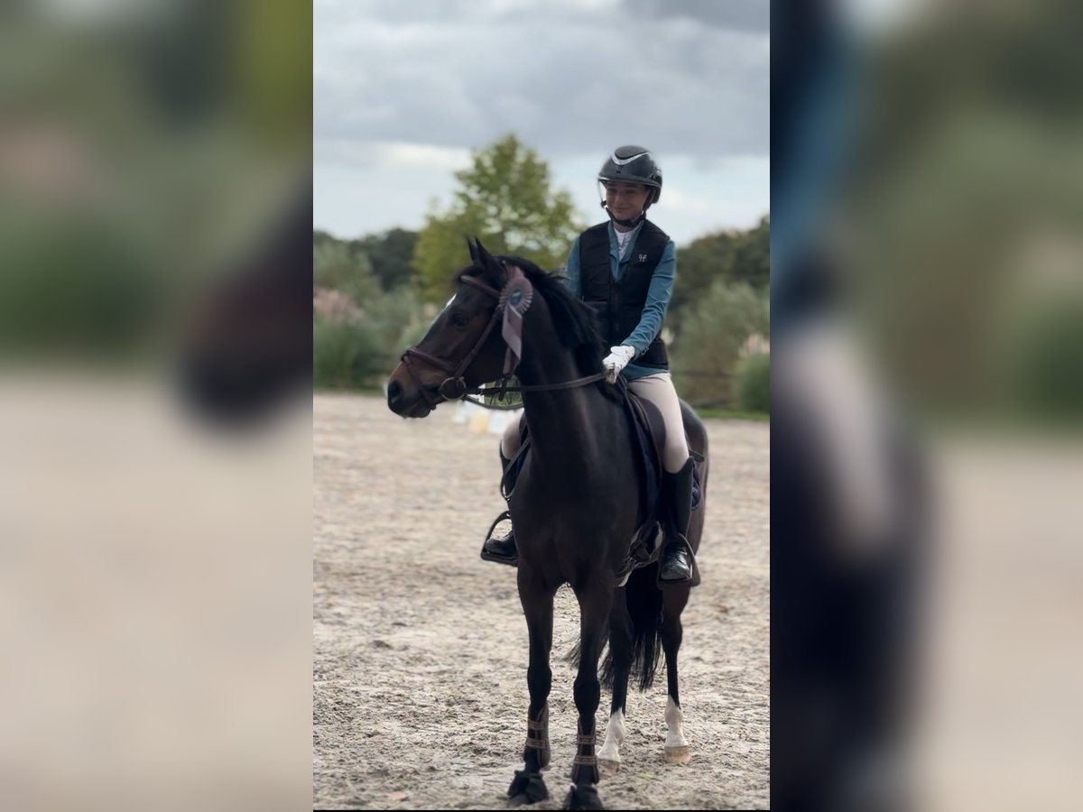 Belgisches Warmblut Stute 8 Jahre 144 cm Schwarzbrauner in Li&#xE8;ge
