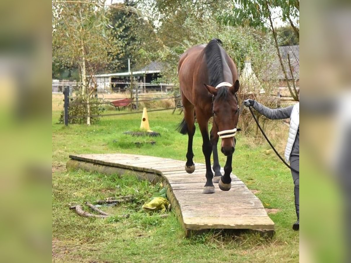 Belgisches Warmblut Stute 8 Jahre 161 cm Brauner in Issum