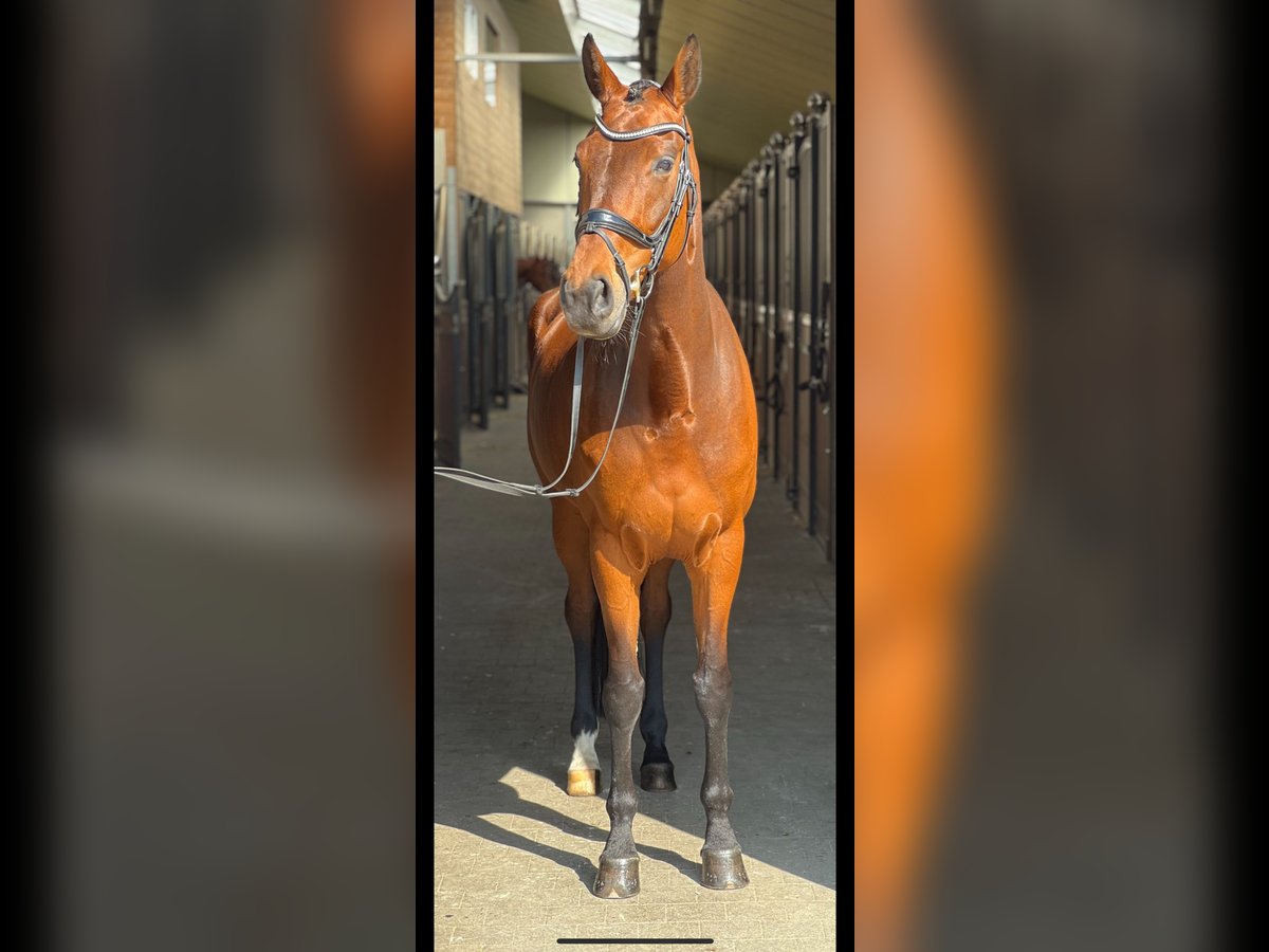 Belgisches Warmblut Stute 8 Jahre 166 cm Dunkelbrauner in Vosselaar