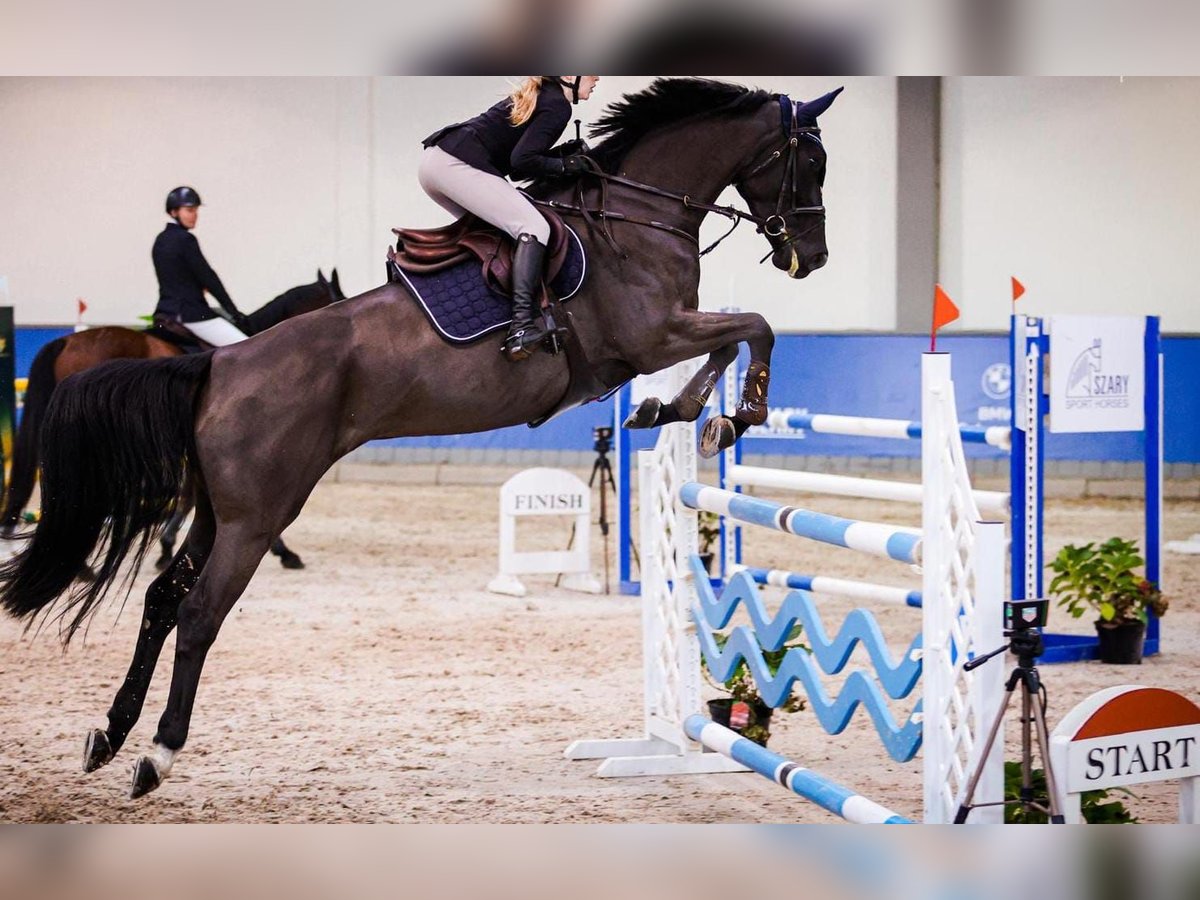 Belgisches Warmblut Stute 8 Jahre 167 cm Schwarzbrauner in Saint-Dr&#xE9;z&#xE9;ry