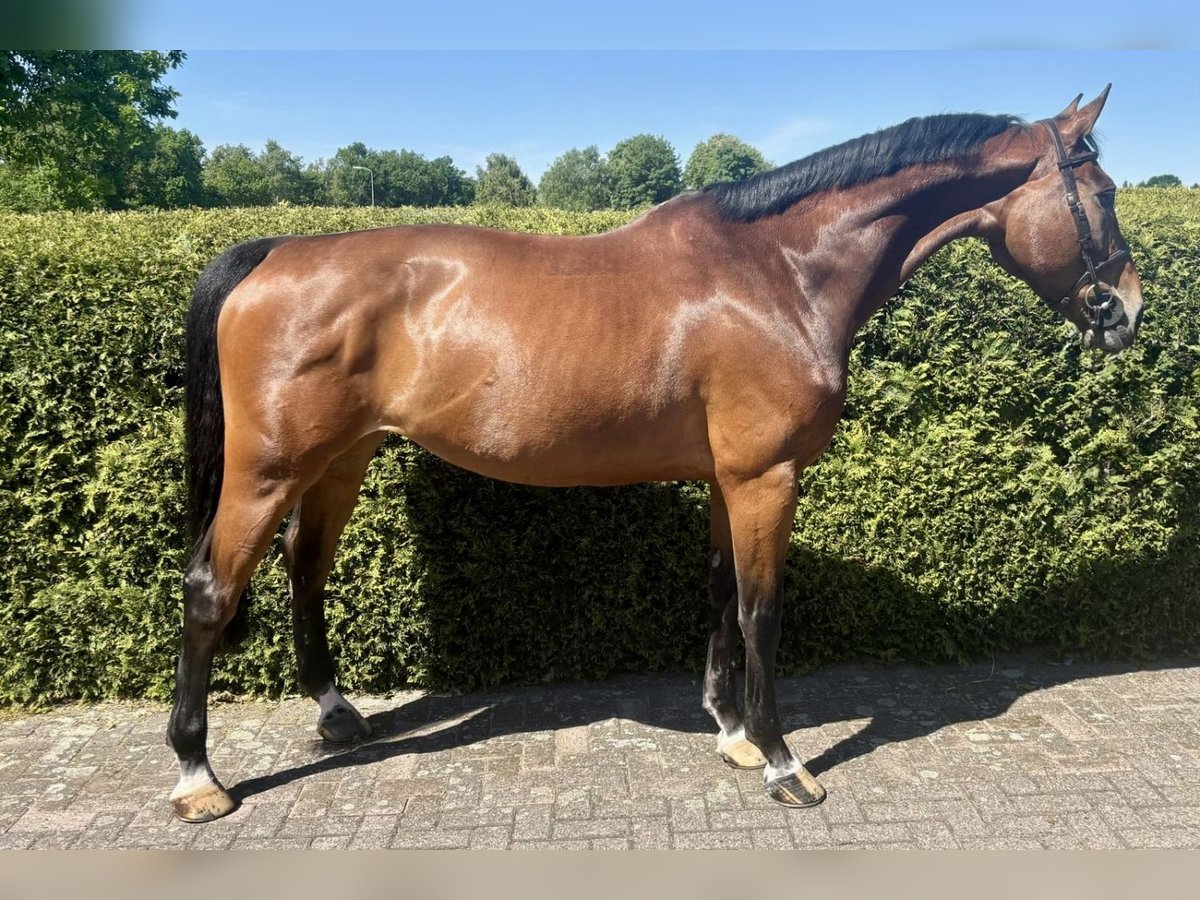 Belgisches Warmblut Stute 8 Jahre 168 cm Rotbrauner in Bladel