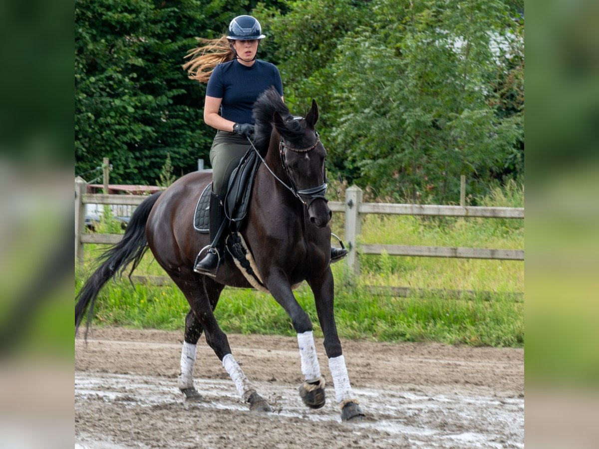 Belgisches Warmblut Stute 8 Jahre 170 cm Rappe in Asper