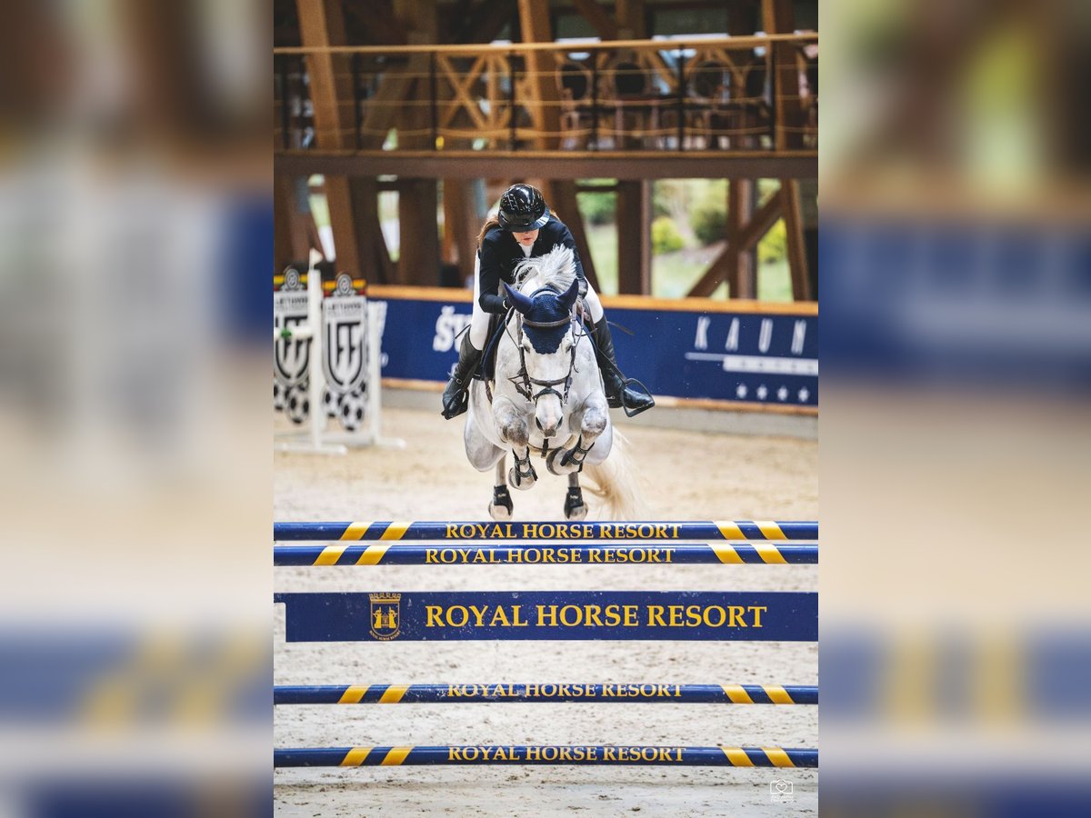 Belgisches Warmblut Stute 8 Jahre 171 cm Schimmel in Balkasodis, Alytus region