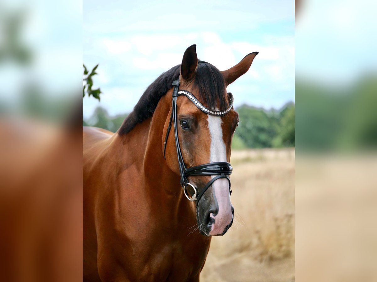 Belgisches Warmblut, Stute in Alpen