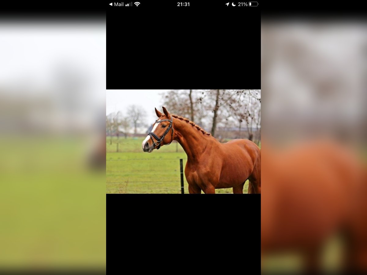Belgisches Warmblut Stute 9 Jahre 165 cm Fuchs in Blankenheim