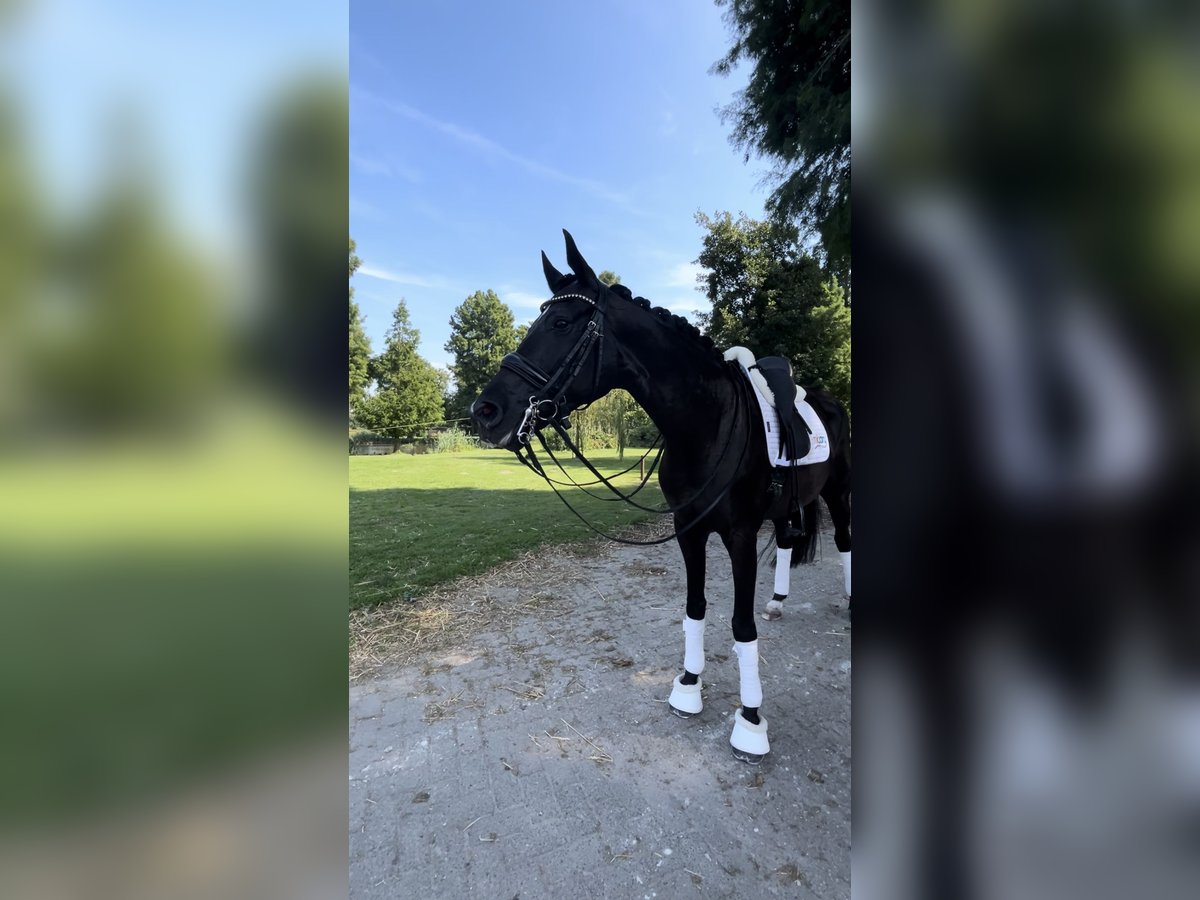 Belgisches Warmblut Stute 9 Jahre 168 cm Rappe in Weert