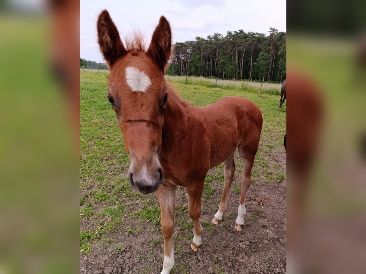 Belgisches Warmblut Stute  168 cm Fuchs in Vorselaar