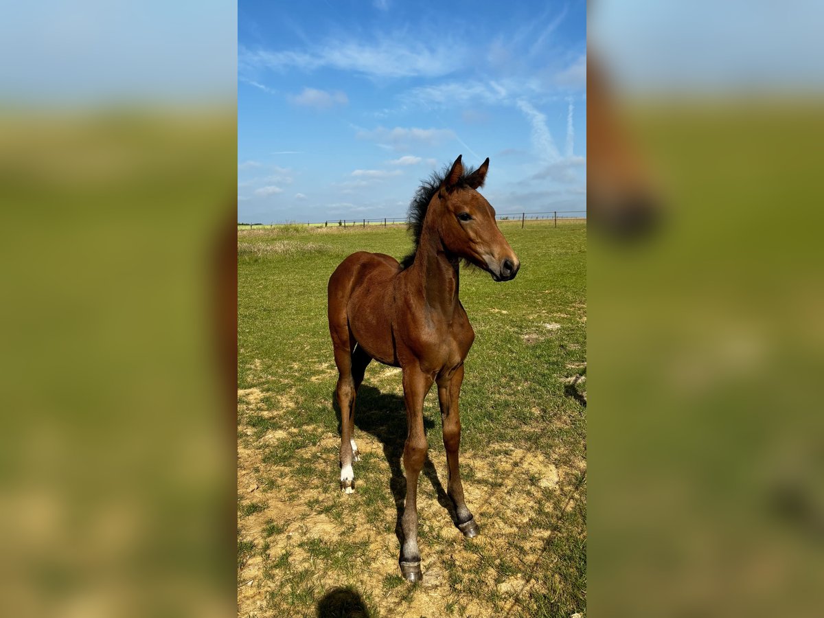 Belgisches Warmblut Stute  Dunkelbrauner in Forville