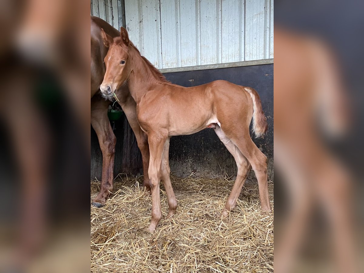 Belgisches Warmblut Stute  Dunkelfuchs in Pulle