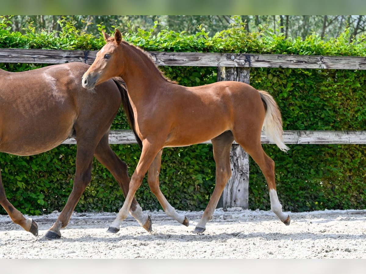 Belgisches Warmblut Stute Fohlen (04/2024) Dunkelfuchs in Oud-Heverlee