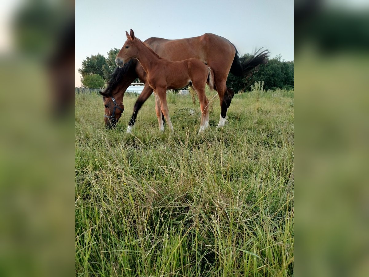 Belgisches Warmblut Stute Fohlen (05/2024) Fuchs in Herk-De-Stad