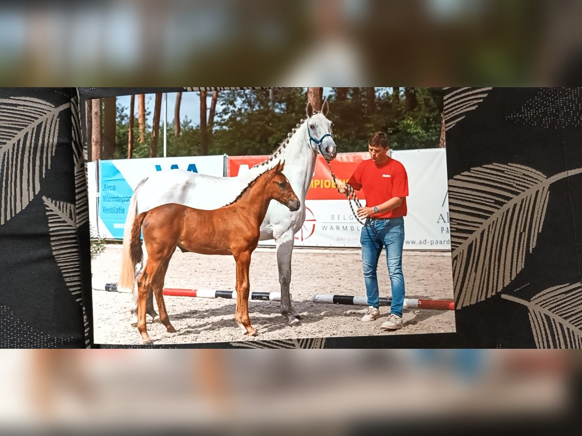 Belgisches Warmblut Stute Fohlen (05/2025) Kann Schimmel werden in Kalmthout Belgisches Warmblut Stute Fohlen (05/2025) Kann Schimmel werden in Kalmthout