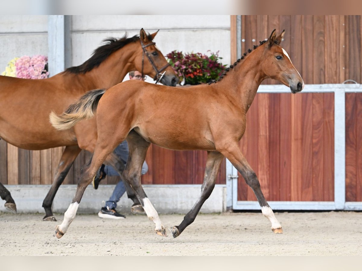 Belgisches Warmblut Stute Fohlen (03/2025) Rotbrauner in Zelle