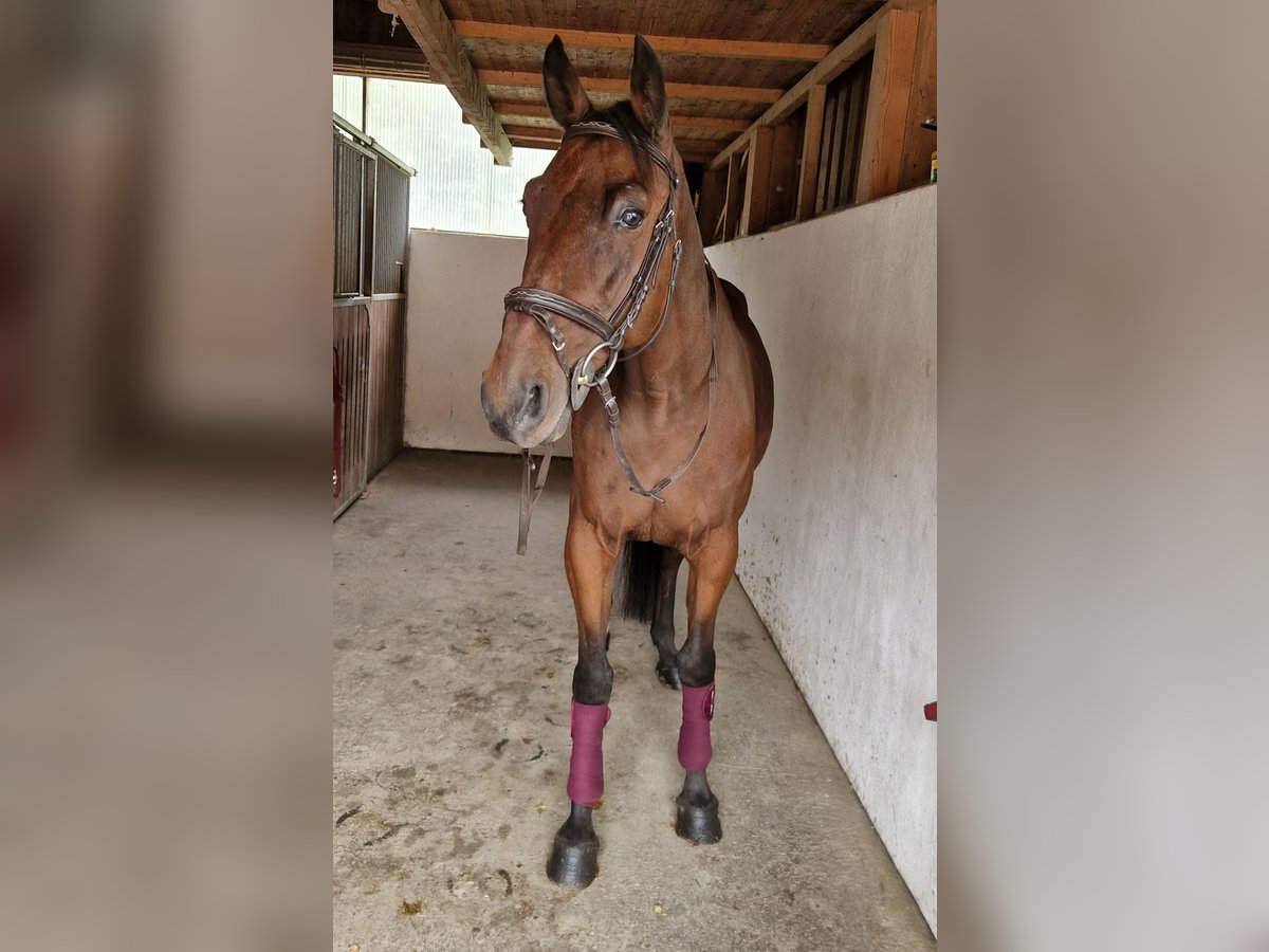 Belgisches Warmblut Wallach 10 Jahre 157 cm Brauner in Gummern