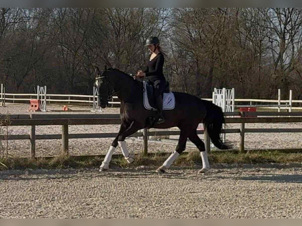 Belgisches Warmblut Wallach 10 Jahre 167 cm Rappe in N&#xEE;mes