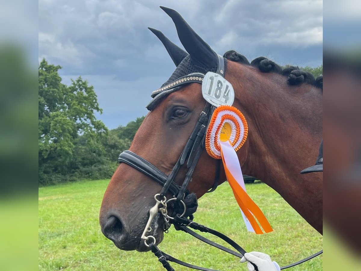 Belgisches Warmblut Wallach 10 Jahre 170 cm Brauner in Frechen