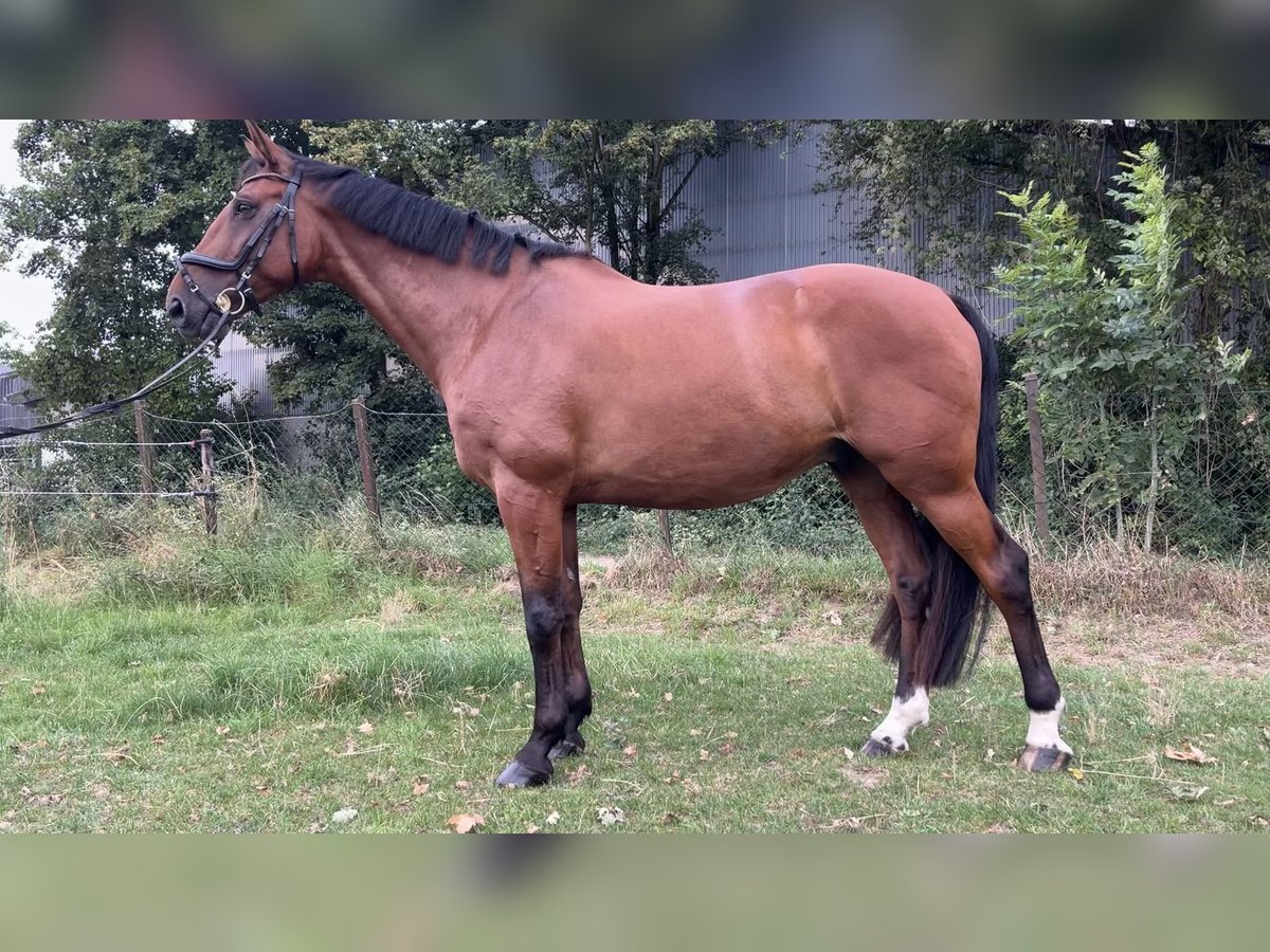 Belgisches Warmblut Wallach 10 Jahre 170 cm Brauner in Köln Belgisches Warmblut Wallach 10 Jahre 170 cm Brauner in Köln