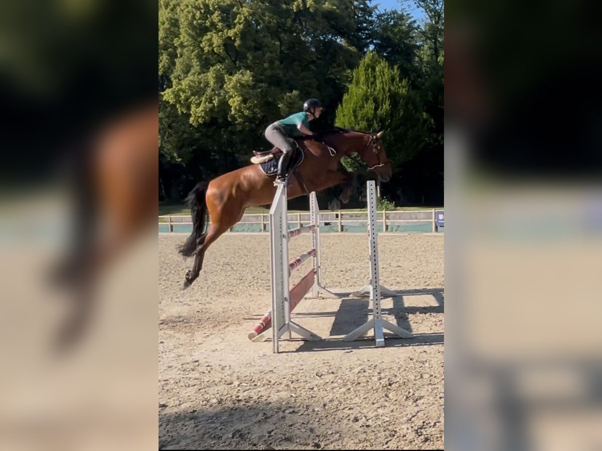 Belgisches Warmblut Wallach 10 Jahre 174 cm Brauner in Darmstadt Belgisches Warmblut Wallach 10 Jahre 174 cm Brauner in Darmstadt