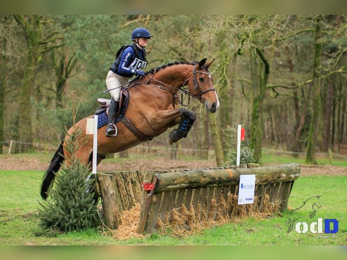 Belgisches Warmblut Wallach 11 Jahre 167 cm Brauner in Den Dungen
