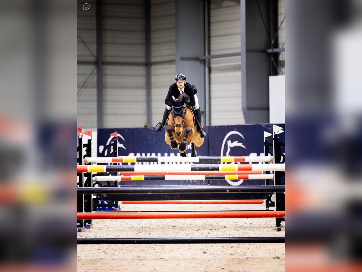 Belgisches Warmblut Wallach 11 Jahre 168 cm Brauner in WijchGROTE-BROGELmaal