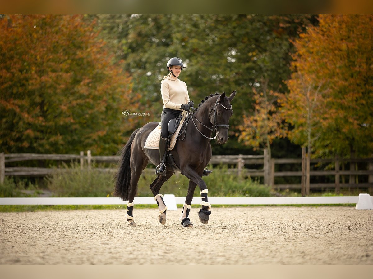 Belgisches Warmblut Wallach 11 Jahre 170 cm Rappe in Vorst