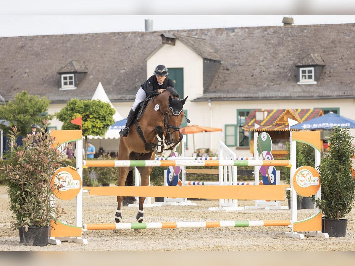 Belgisches Warmblut Wallach 11 Jahre 172 cm Brauner in Tholey