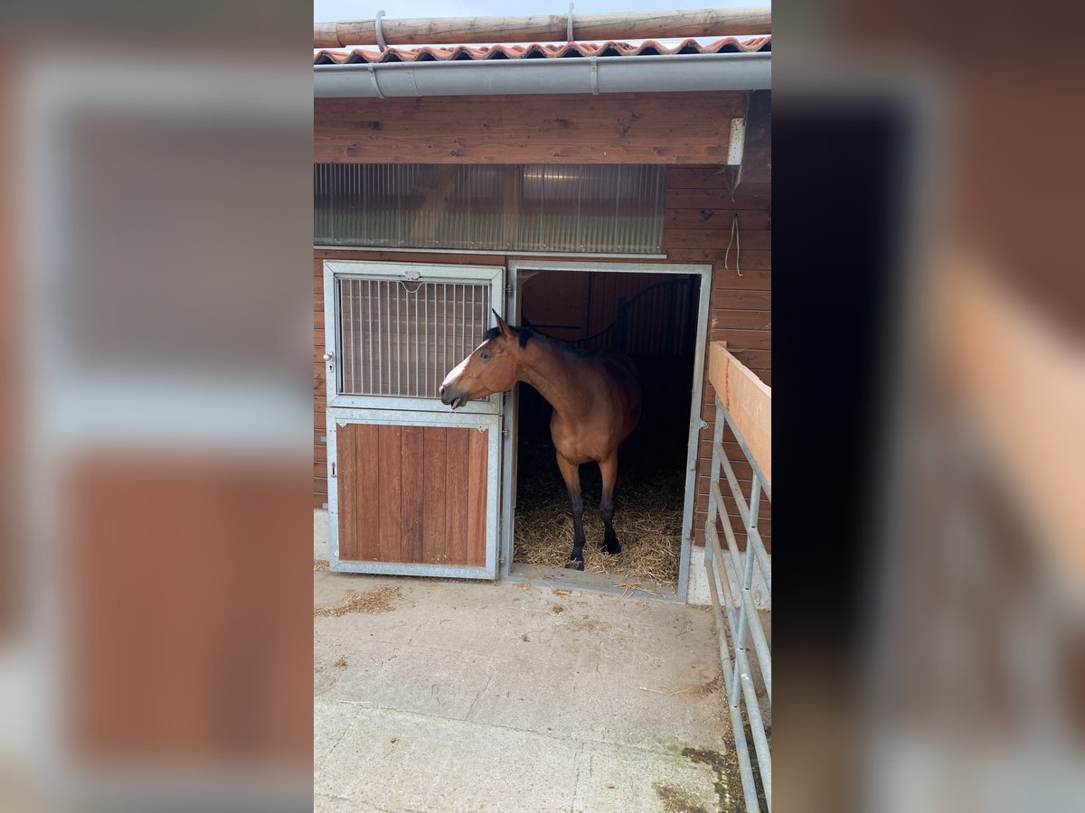 Belgisches Warmblut Wallach 12 Jahre 172 cm Brauner in Holzkirchen