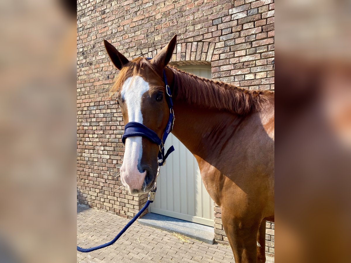 Belgisches Warmblut Wallach 12 Jahre 173 cm Dunkelfuchs in Ezemaal