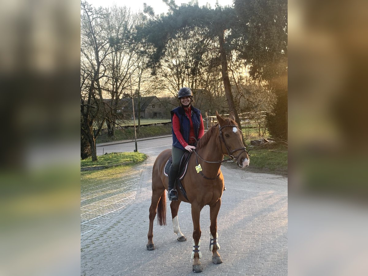 Belgisches Warmblut Wallach 13 Jahre 156 cm Fuchs in Neuss