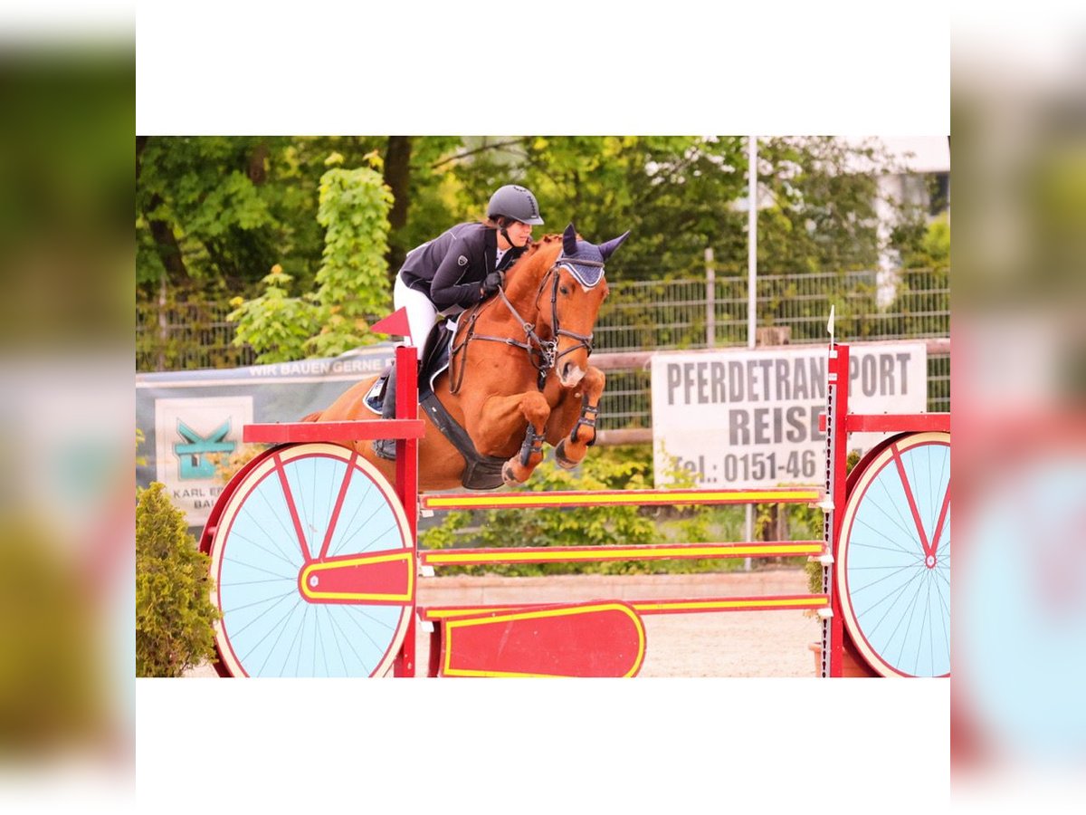 Belgisches Warmblut Wallach 13 Jahre 162 cm Fuchs in Neuss