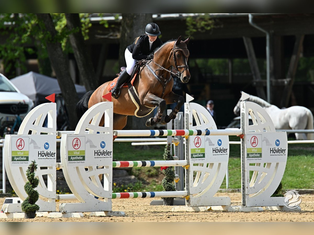Belgisches Warmblut Wallach 13 Jahre 170 cm Rotbrauner in Pezinok, slovakia