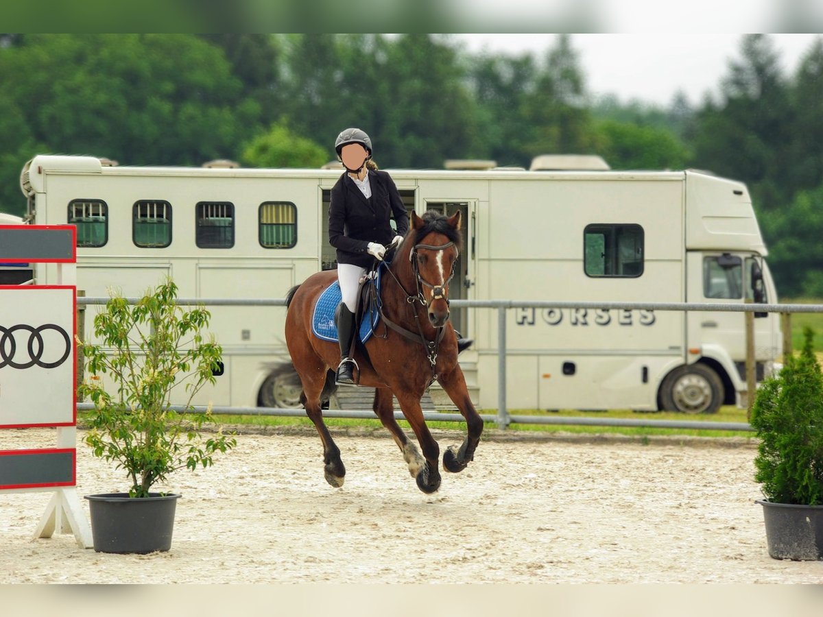 Belgisches Warmblut Mix Wallach 14 Jahre 155 cm Brauner in Balingen