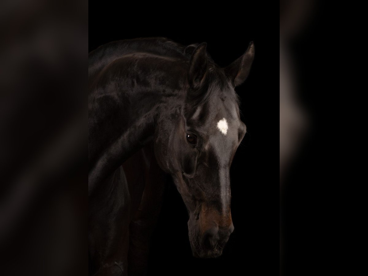 Belgisches Warmblut Wallach 14 Jahre 165 cm Rappe in Geel